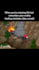 create funny viral memes and videos for your social media