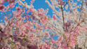do premium color grading,video editing and color correction