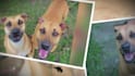 create an awesome memorial slideshow, photo slideshow video