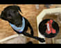 make a happy birthday dog or cat singing video
