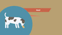 create a 2d animated explainer video