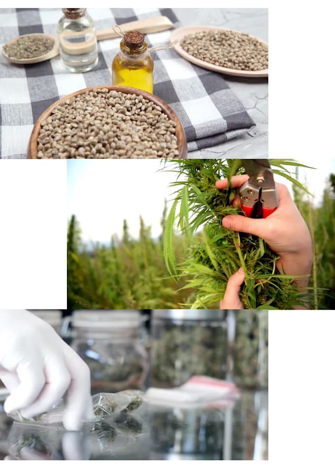 Design cannabis and hemp marijuana flyer brochure by