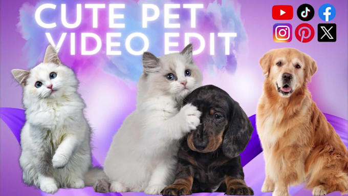 edit modern and funny compilation pet videos within 24 hours