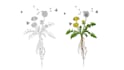 hand drawn botanical flower plants scientific illustration