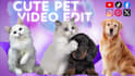edit modern and funny compilation pet videos within 24 hours