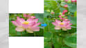 uncrop and expand your photos with ai image enlargement