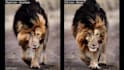 do 3d animal animation, 3d animation, vfx compositing, 3d creature for film