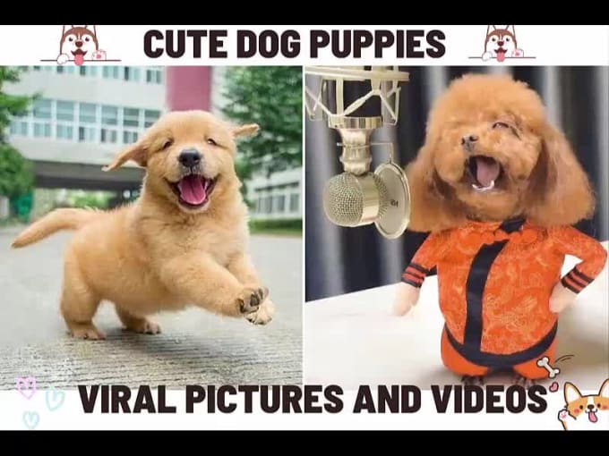 Funny dog best sale meme videos