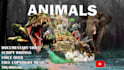 create professional wildlife animals videos for youtube
