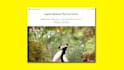 design gallery portfolio website for photographer and artist
