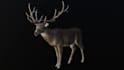 animate your custom 3d creature