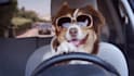create this funny driving dog video ad for your business