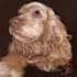 a realistic digital portrait of your pet