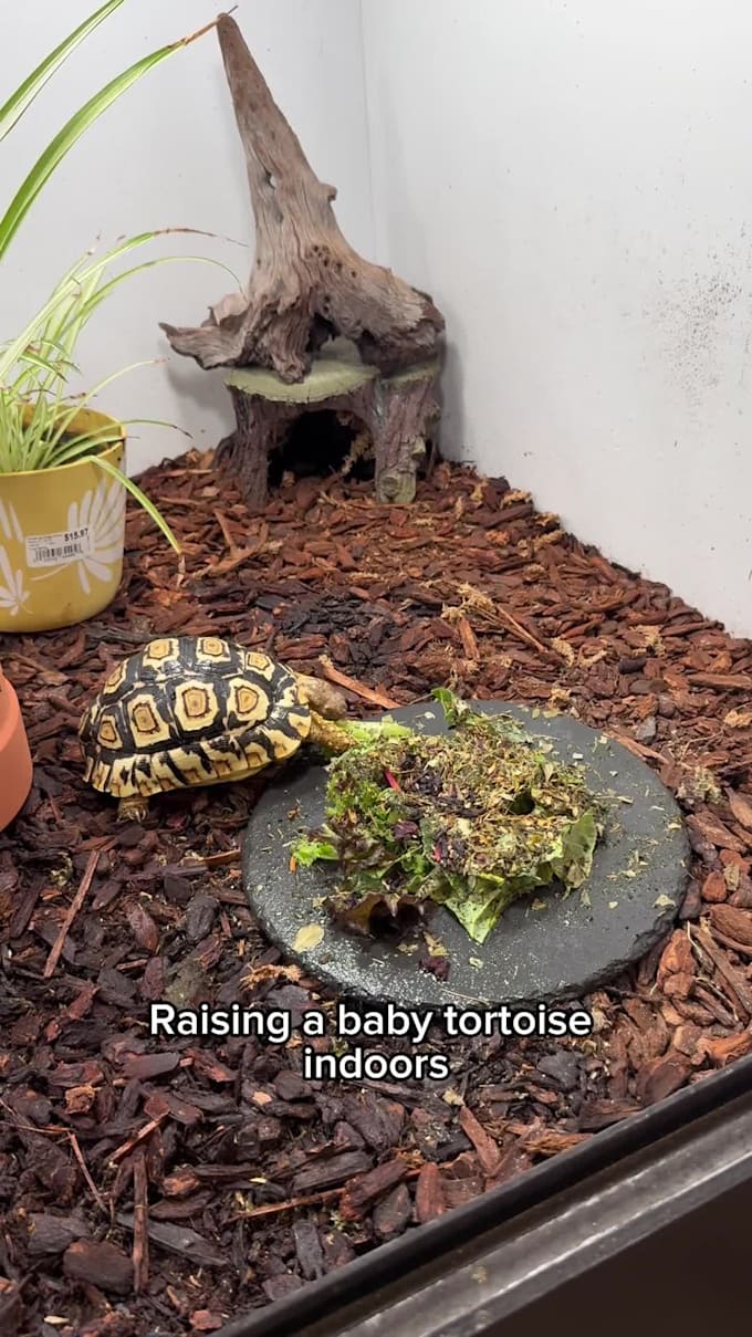 create exotic pet ugc for tiktok and ads