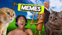 make dank memes and videos for social media and crypto