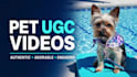create premium pet ugc