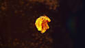 eye catching fire logo intro video animation