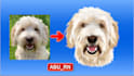 draw your dog cat custom pet portrait illustration