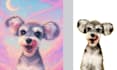 custom pet wallpapers digital pet portraits