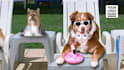 make funny dog promo video with your logo and text