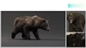 create realistic 3d animal animation, 3d animal model, 3d animal fur, rigging