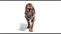 do 3d animal animation, 3d animal rigging, 3d animal vfx compositing, animal fur