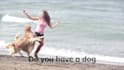 create amazing ads for dog products