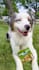 create dog ugc video ads for your pet product or service