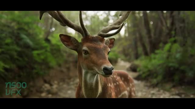 do 3d animal model,3d creature with xgen hair, realistic fur,3d animal animation