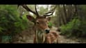 do 3d animal model,3d creature with xgen hair, realistic fur,3d animal animation
