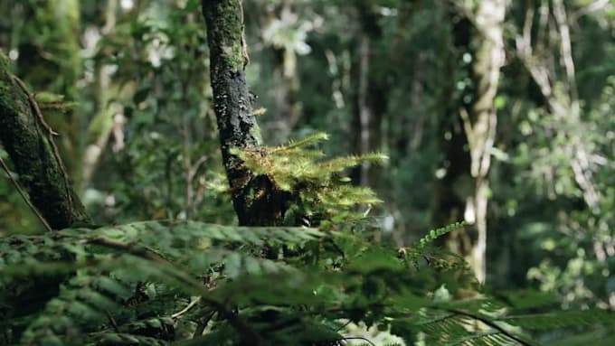 provide 50 nature sounds for youtube, 10 hours long each