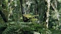 provide 50 nature sounds for youtube, 10 hours long each