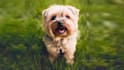 make talking dog and talking cat video message