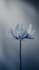 create 3d flower animation 3d flower model flower animation 3d plant animation