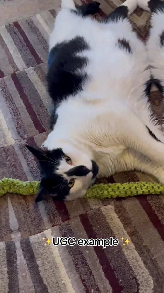create pet ugc content and videos