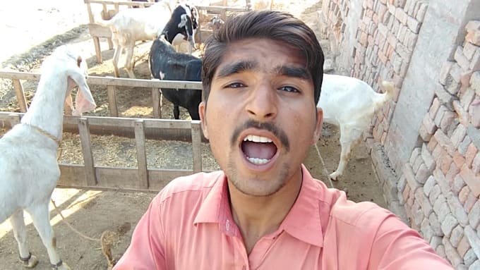 wish happy birthday and sing song with my goats
