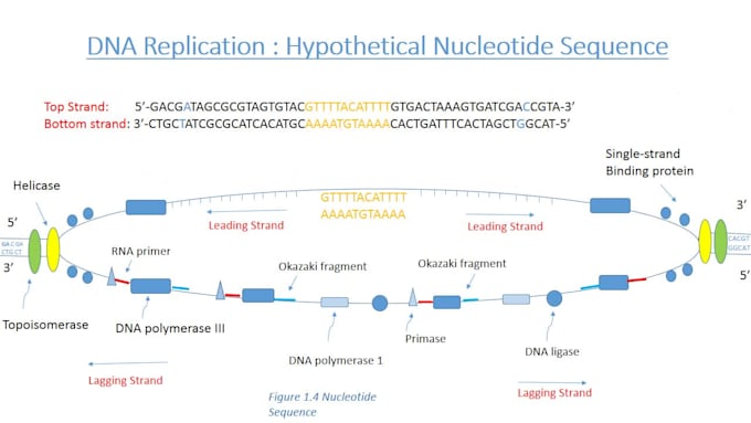 design biology, genetics and medical powerpoint presentation