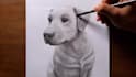 draw portrait of your pet