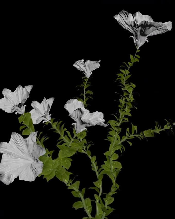 Render 3d flower animation, 3d plant modeling, 3d flower rendering ...