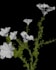 render 3d flower animation, 3d plant modeling, 3d flower rendering, plant design