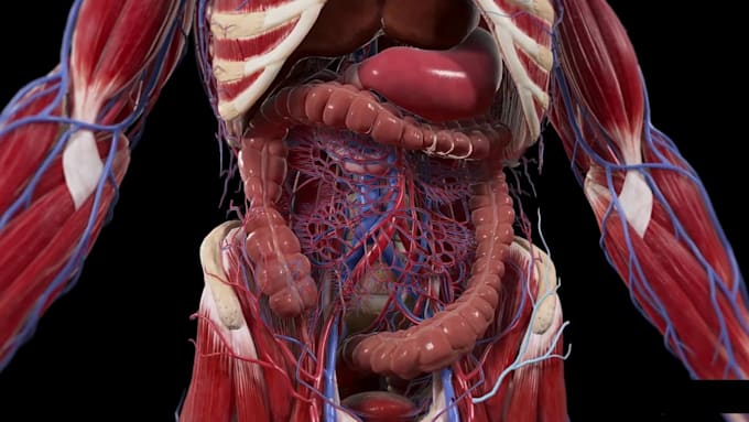 Create 3d medical animation 3d anatomy 3d explainer video 3d animation ...