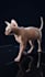 render 3d animal animation, 3d animation, character design, xgen, cgi, vfx