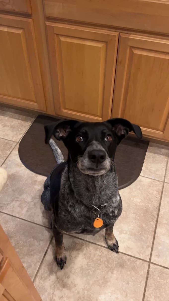 create dog ugc content for your pet brand and pet products