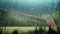 do amazing fish video animation