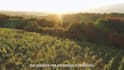 record and edit a clean, slovenian voiceover