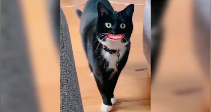 create viral cute funny animals videos pets, compilations videos within 24 hrs