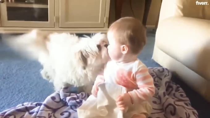 make funny dogs compilation videos for youtube and facebook