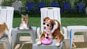 create this funny video ad of dogs chilling at the pool