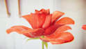 create 3d plant animation, 3d flower animation, 3d cgi product animation