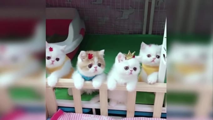 Make copyright free monetize viral pet funny video for by